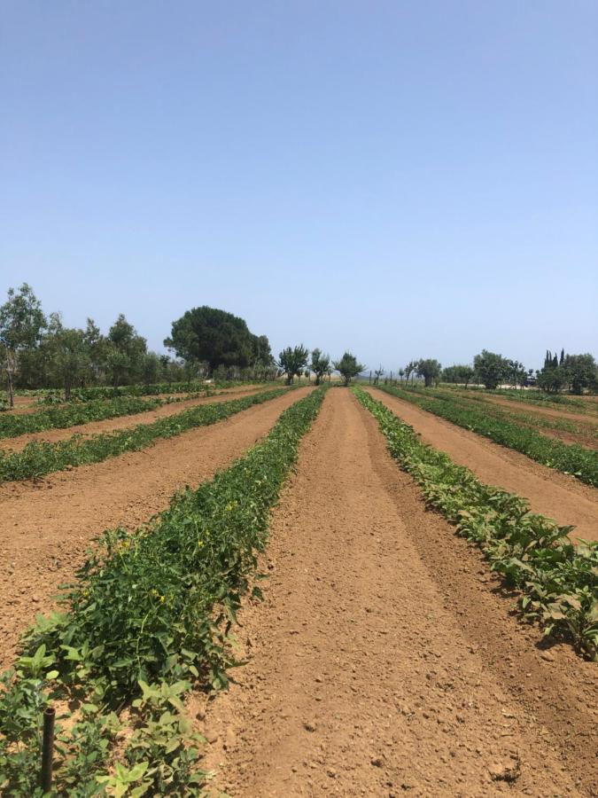 Agriturismo Donna Germana Cirò Marina Kültér fotó